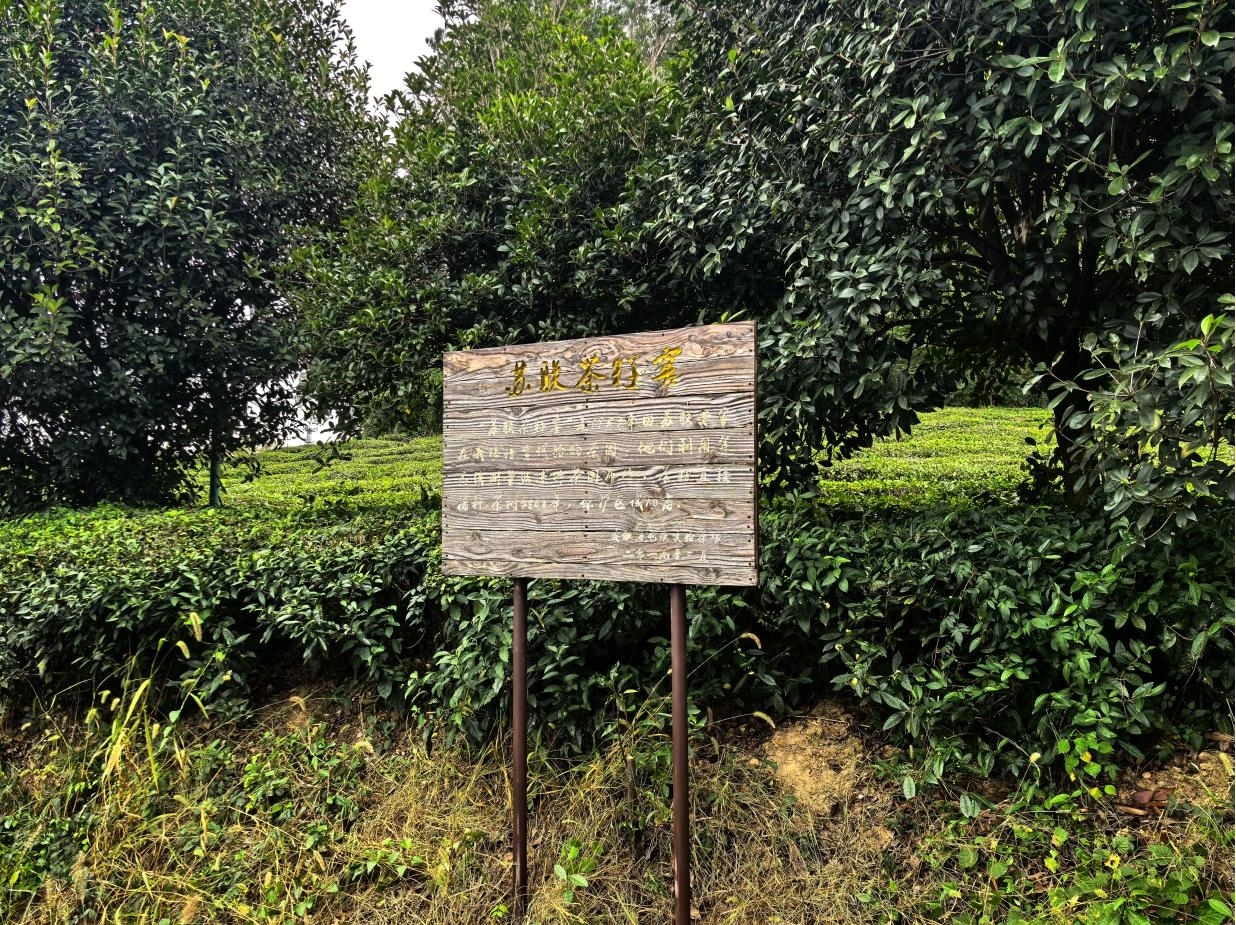 尋根問源 品味徽茶——屯溪實(shí)驗(yàn)茶場(chǎng)開展探尋屯溪綠茶的時(shí)光印記活動(dòng)