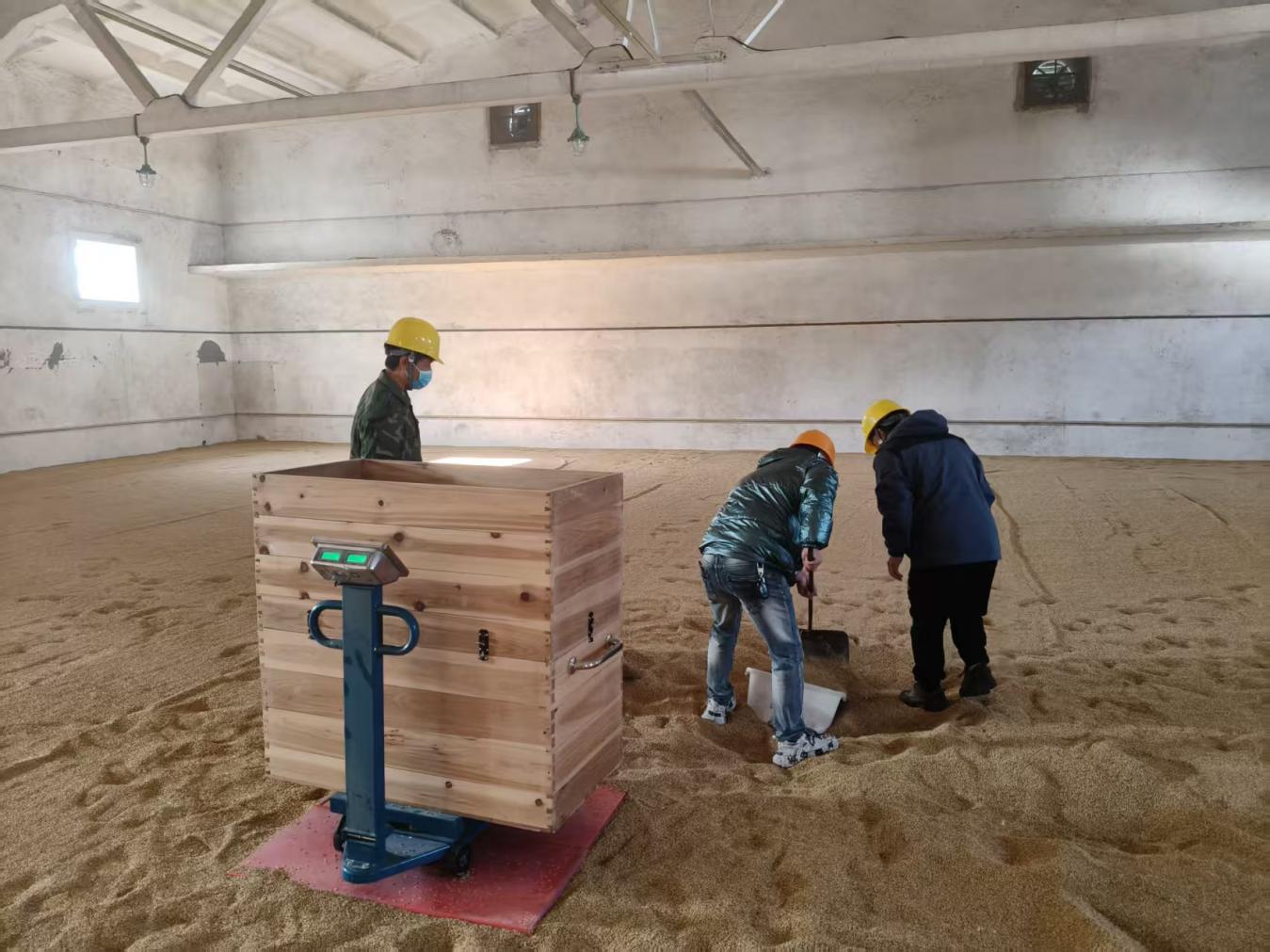 糧儲公司2025年度區(qū)級儲備糧輪換入庫工作圓滿完成